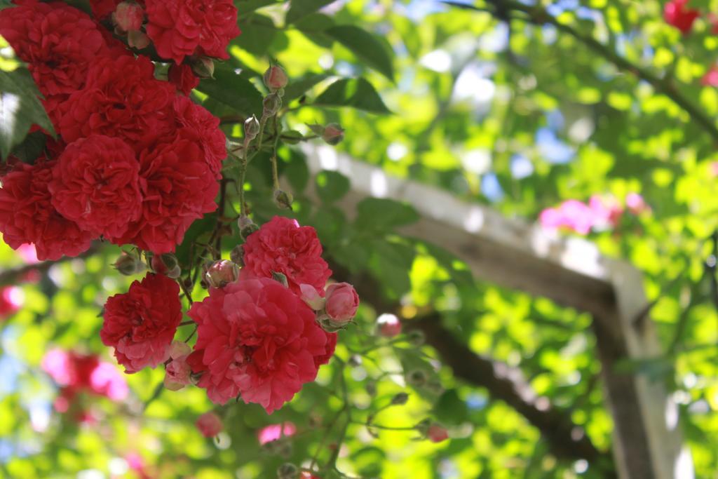 Apart Rose Garden San Martin de los Andes Exterior photo