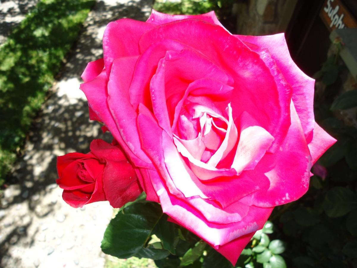 Apart Rose Garden San Martin de los Andes Exterior photo